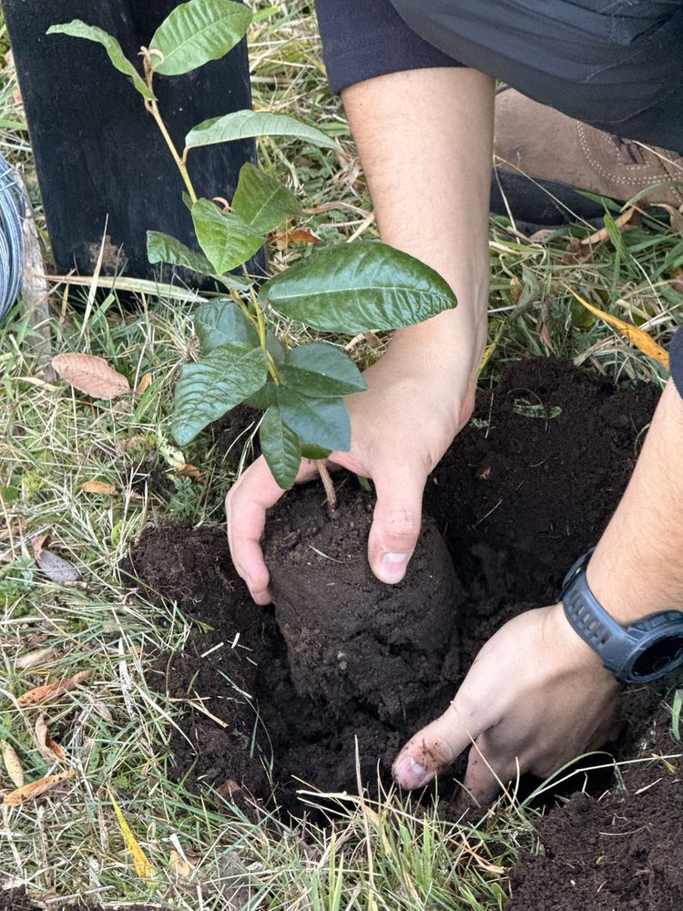 Plantación nativa en Villarrica