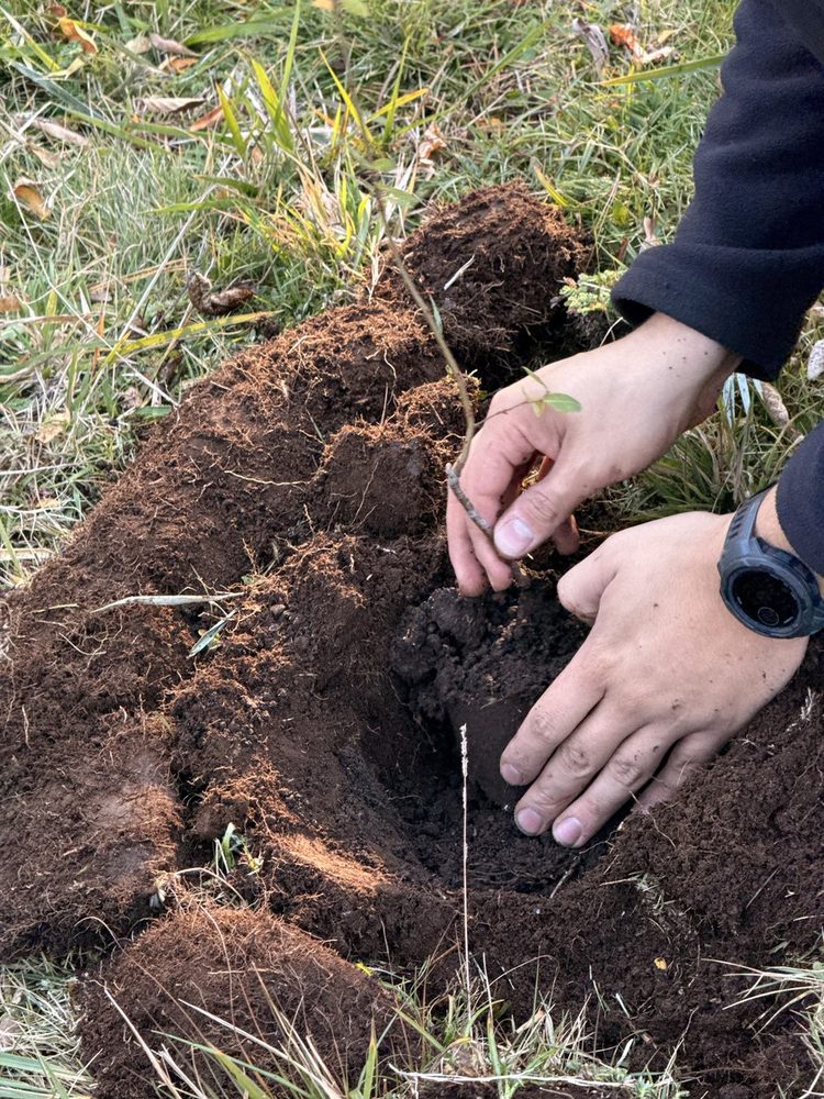 Plantación nativa en Villarrica