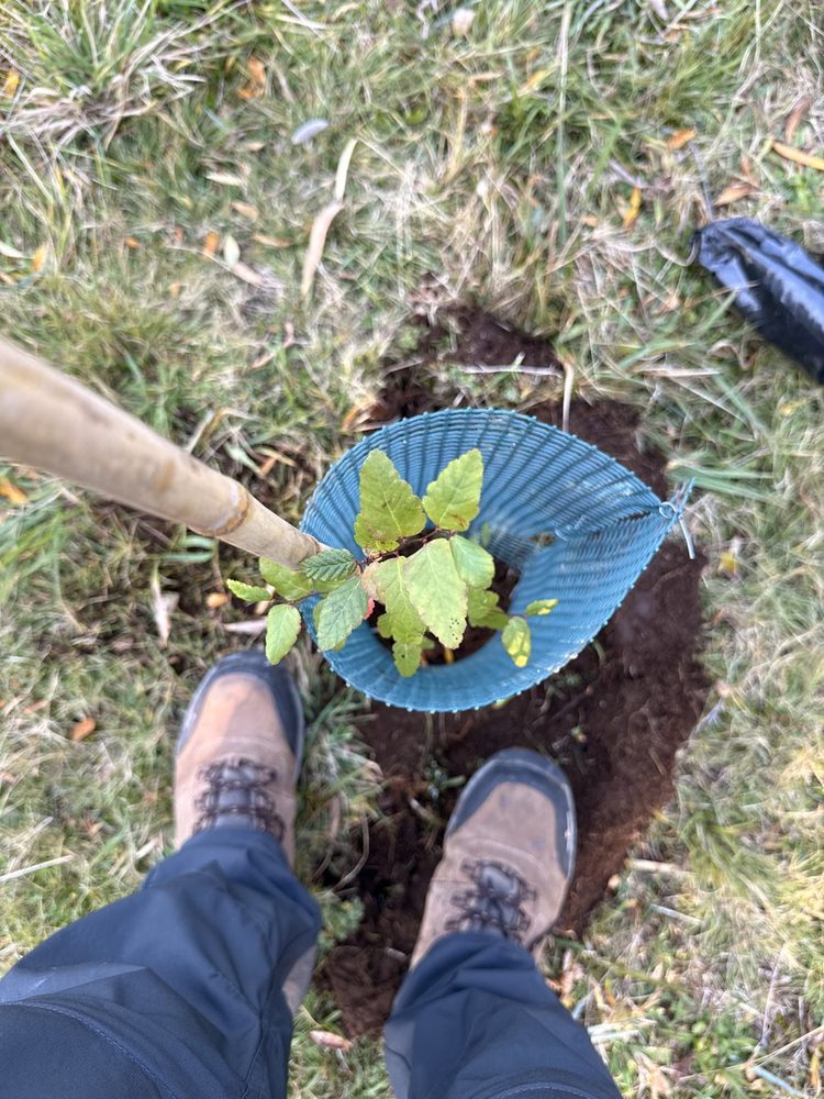 Plantación nativa en Villarrica